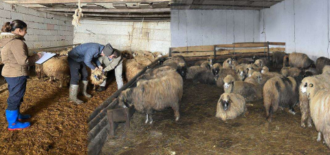 Anaç Koyun Keçi Desteği İçin Tespit Çalışmaları Sürüyor