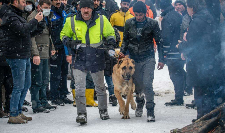 Çoban ve Av Köpekleri “En Güzel” Olmak için Yarıştı