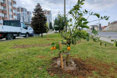 Büyükşehir’den Yeşil Alanlara Narenciye