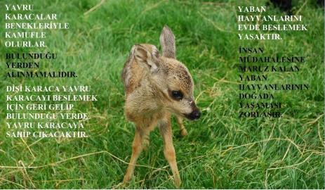 Valilikten Karaca Yavrusu Uyarısı!