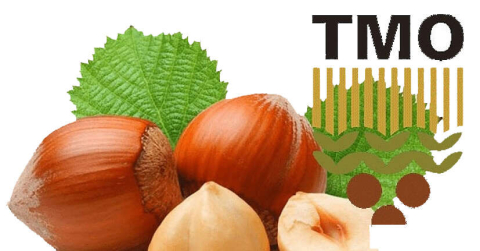 TMO Fındık Fiyatını 44 TL Olarak Açıkladı