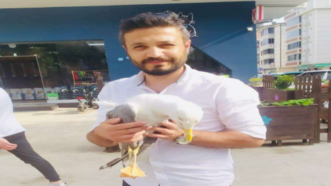 Kanadı Kırılan Martıya Şefkat Eli
