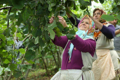“Fındık Üreticisini ve İşçiyi  Koruyan Bir Sistem Oluşturduk”