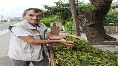 Yeni Sezon Fındık Tezgahlarda