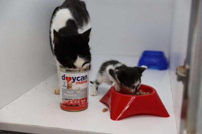 Sokak Canları İçin Mama Üretimine Başladı