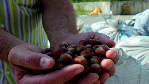 TMO, Akkuş’ta Fındık Alımına Başlıyor