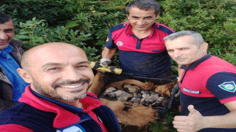 Ordu İtfaiyesi 7 Köpek  Yavrusu İçin Seferber Oldu