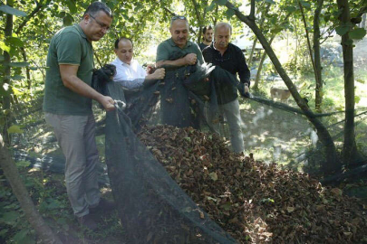 Fındık Bahçesinde File Örtü Kullanılarak Fındık Hasadı Gerçekleştirildi