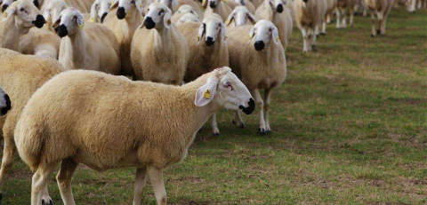 Küçükbaş Hayvan Irkları “Halk Elinde Islah” Projesiyle Korunuyor