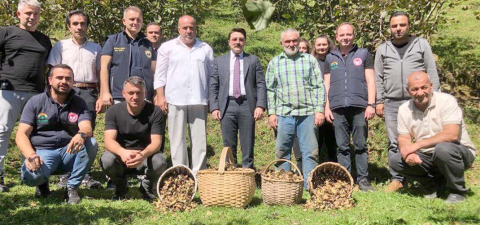 Çakıldak Fındığın Hasadı Yapıldı