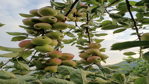 Yöresel Meyveler Yeniden Hayat Buluyor