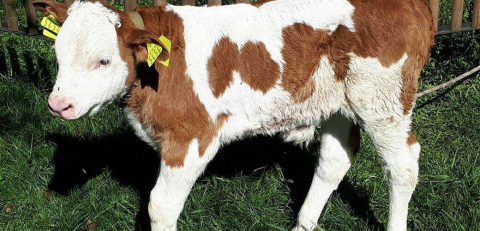 Buzağı Desteği Artırıldı