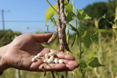 Akkuş Şeker Fasulyesinde Hasat Başladı