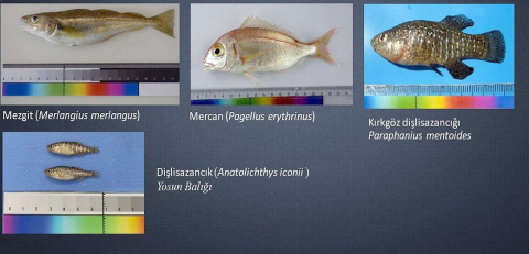 Su Ürünleri Tescil Komitesi, 4 Balık Türünü Tescilledi