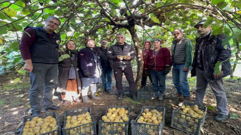 Kivi Üreticilerinin Hasat Sevincine Ortak Oldu