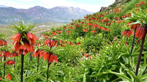 "Ağlayan gelin" koparana 224 bin lira ceza