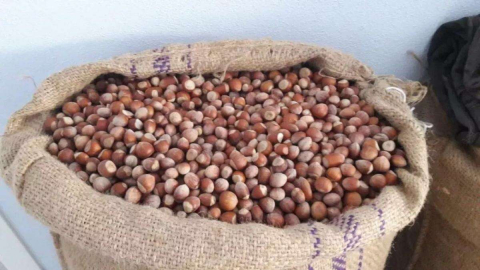 Fındık bugün kaç lira?