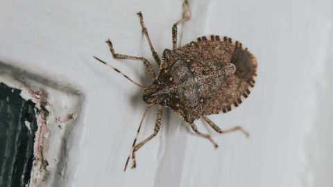 Koku, kalkan böceği evleri istila ediyor