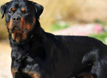 KOMŞUDA ROTTWEİLER CİNSİ KÖPEK PANİĞİ