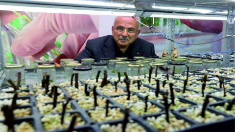 ATA TOHUMLARI ORDU’DA HAYAT BULUYOR