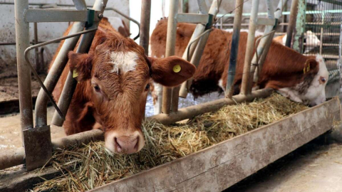 büyük kentlere yakın alanlara besi çiftlikleri kuracak