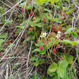 İnci gibi dizdiler, yemeye kıyamadılar