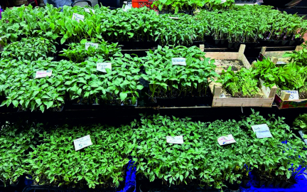 FATSA’DA FİDE SATIŞLARI GEÇEN YILA ORANLA DÜŞÜŞTE