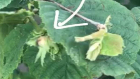 Fındık dallarda kendini gösterdi