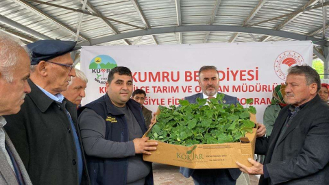 Kumrulu Çiftçiye 10 Bin Fide Dağıtıldı