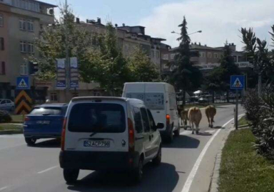 TRAFİKTE ŞAŞIRTAN GÖRÜNTÜ!