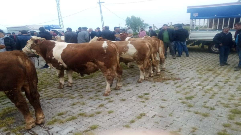 KURBAN PAZARLARI CANLANDI