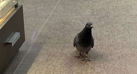 Güvercinden İş Yerine Denetim