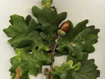 ZEYTİN’İN İLACI: MEŞE YAPRAĞI