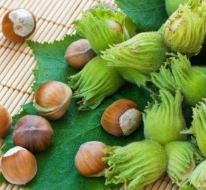 FINDIK FİYATLARI BİR BİR DÜŞÜYOR