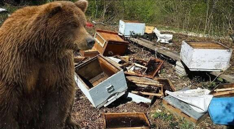 BALCI AYI BU DEFA ULUBEY’E UĞRADI