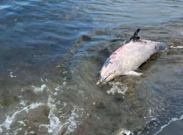 ÖLÜ YUNUS BALIĞI KIYIYA VURDU