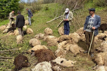 GÖLKÖY’DE AYI 80 KOYUNU TELEF ETTİ
