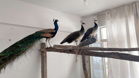 TAVUS KUŞLARINA EL KONULDU