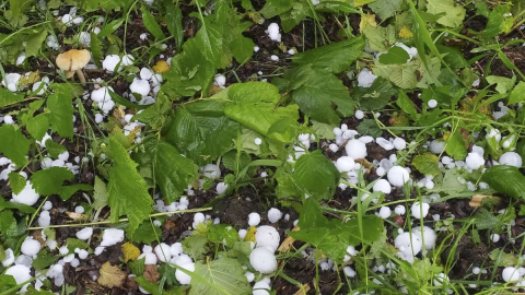 Çaybaşı’na Dolu Kâbusu