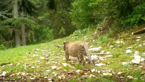 Efsane Yeniden Görüntülendi