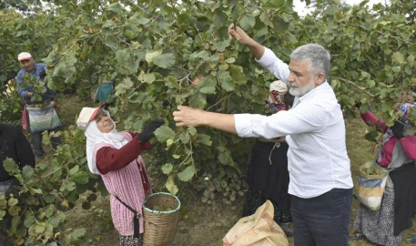 BU YIL FINDIK HASADI GECİKECEK