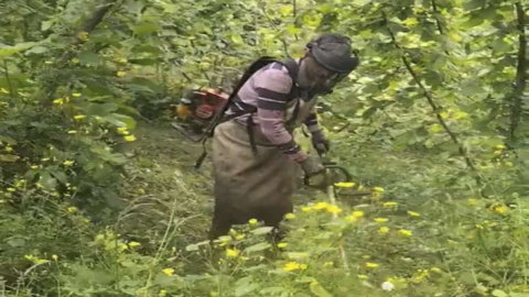 Tırpan Mesaisi Devam Ediyor