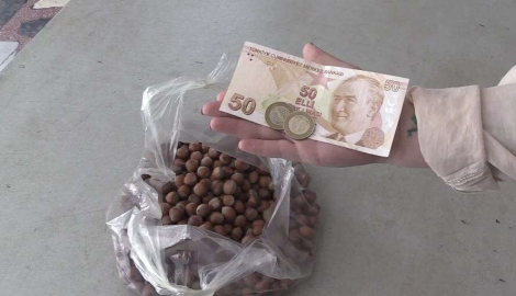 BİR KİLO FINDIK BİR GÜNÜ GEÇİRMİYOR