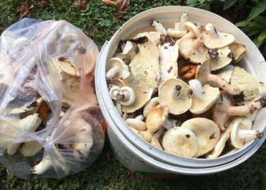 Dağ Mantarı Sezonu Açıldı