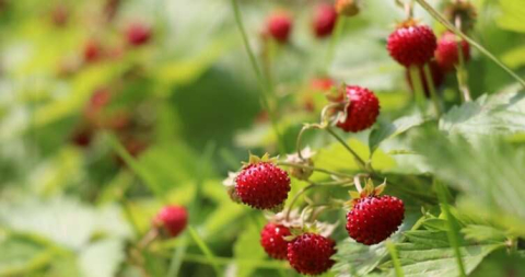 Dağ çileği damar tıkanıklığına bire bir!