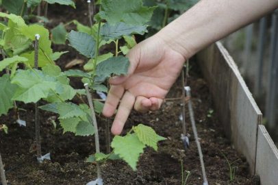 KÜLTÜR FINDIĞI ÜRETMEK İÇİN AŞILAMA YAPILDI