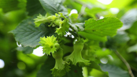 ÜRETİCİNİN YÜZÜNÜ GÜLDÜRDÜ