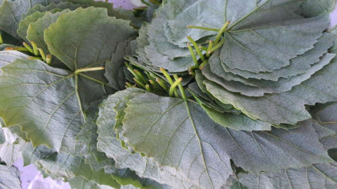 Üzümler Olmadan Yaprakları Toplanıyor