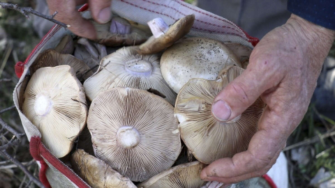 DOĞADA YETİŞEN MANTARLARA DİKKAT!