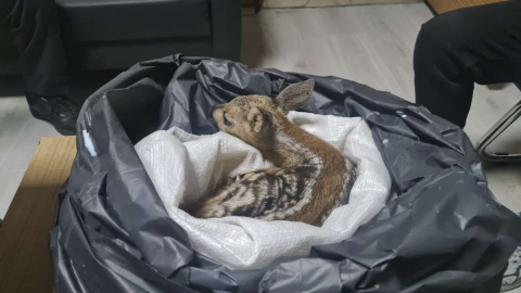 Emniyetten Yavru Karacaya Şefkat Eli